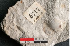 Foto (Detailansicht) von Chara meriani Braun (NHMW-GEO-2024-0188-6717)